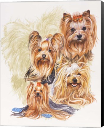 Framed Yorkshire Terrier Print