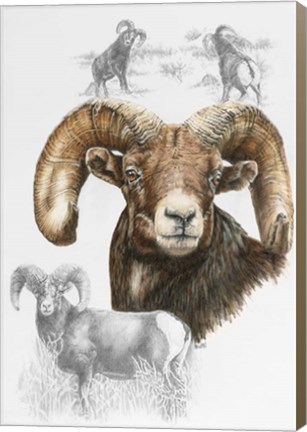 Framed Big Horn Sheep Print