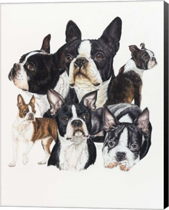 Framed Boston Terrier Print