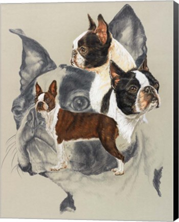 Framed Boston Terrier Print