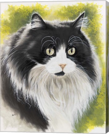 Framed Maine Coon Print