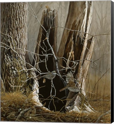 Framed White Throated Sparrows Print