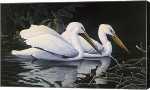 Framed Pelicans Print