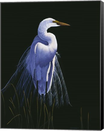 Framed Common Egret In Breeding Plumage Print