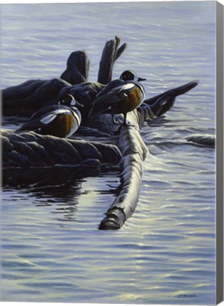 Framed Harlequin Ducks Print
