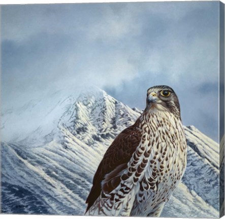 Framed Gyr Falcon Print