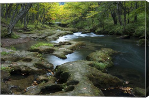 Framed Nikko 1 Print