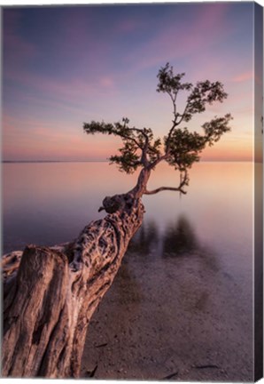 Framed Water Tree IV Print