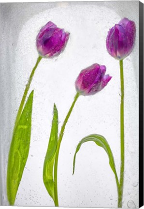 Framed Flores Congeladas 2 Print