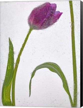 Framed Flores Congeladas 3 Print