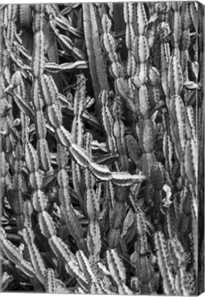 Framed Old Cactus 3 Print