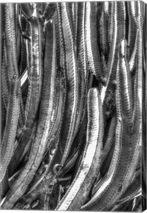 Framed Old Cactus 4 Print