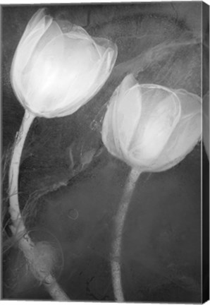 Framed 2 Tulipanes Blancos Print