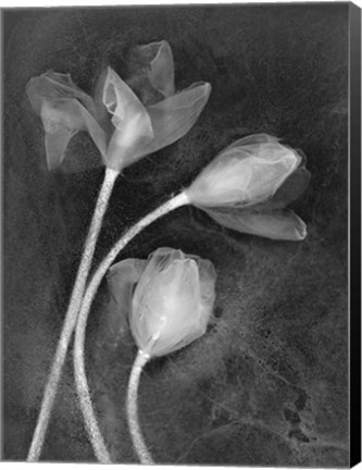 Framed 3 Tulipanes Print