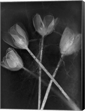 Framed 4 Tulipanes Print