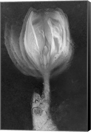 Framed Tulipan X Ray Print