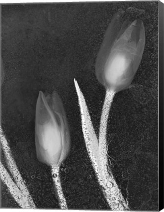 Framed Tulipanes Blancos 33 Print