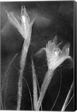 Framed Flores Azules 57 Print