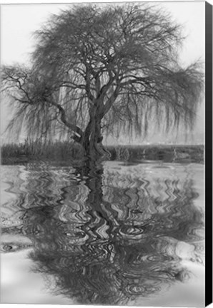 Framed Sauce en Agua 1 Print