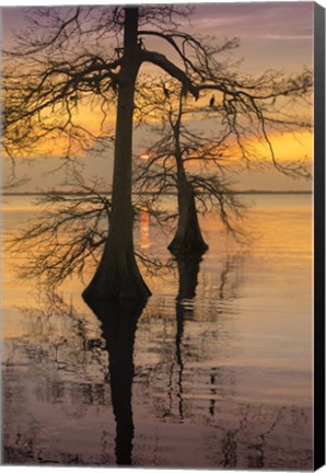 Framed Two Trees on Water Print