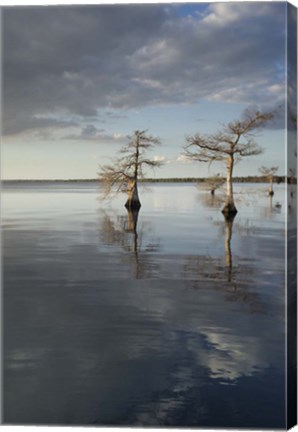 Framed Trees at Lake 3 Print