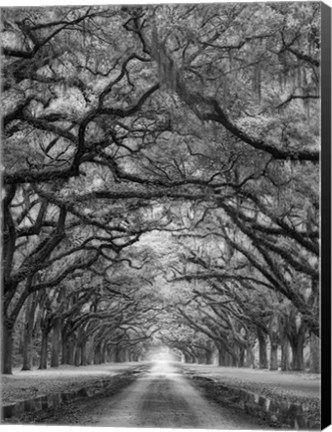 Framed Oaks Avenue 2 BW Print