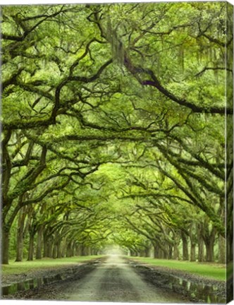 Framed Oaks Avenue 2 Print