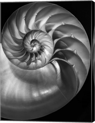 Framed Nautilus 3 2 Print
