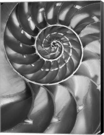 Framed Nautilus 5 Print