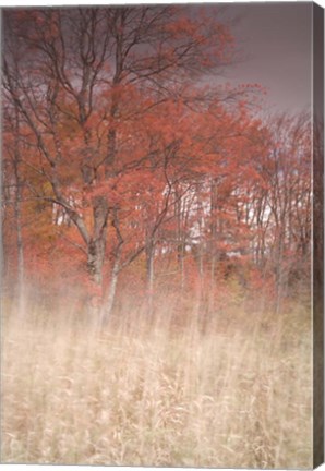 Framed Trees On Wind 1 Print