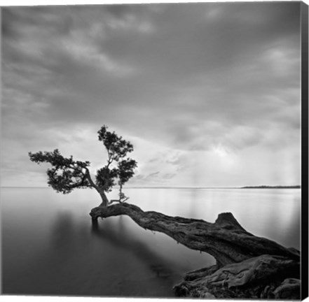 Framed Water Tree Print