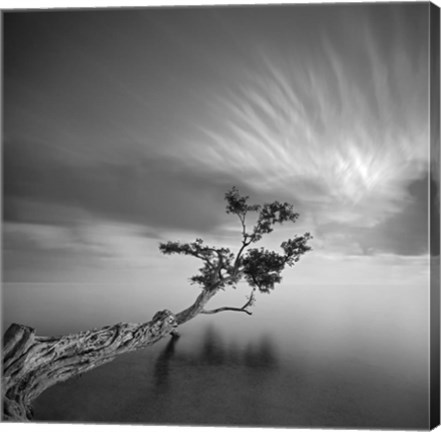 Framed Water Tree 3 Print