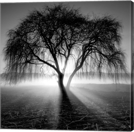 Framed Lighting Tree Print