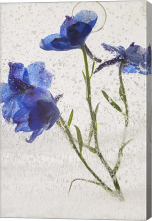 Framed Flores en Hielo VI Print