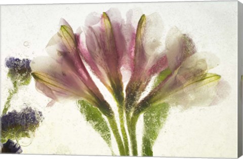 Framed Flores en Hielo VII Print