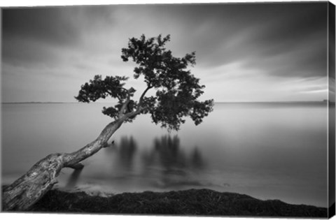 Framed Water Tree 11 BW Print