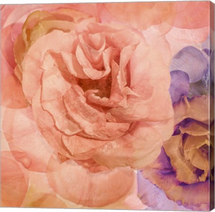 Framed Rosa Cuadrada Print