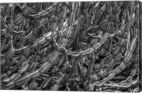 Framed Old Cactus 1 Print