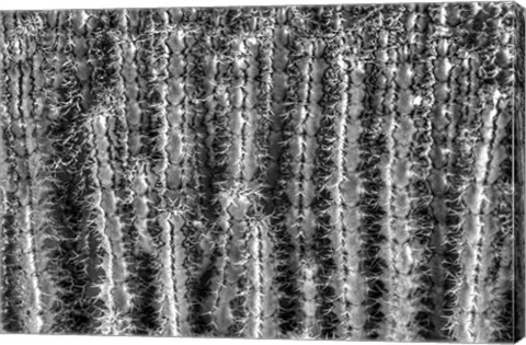 Framed Old Cactus 2 Print