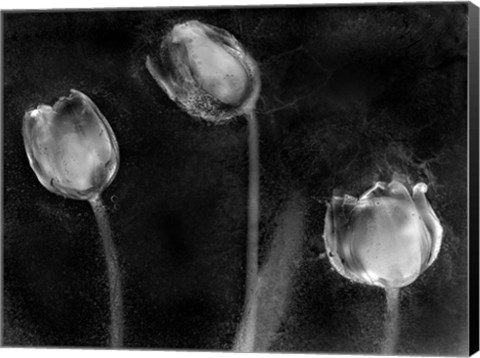 Framed Tulipanes Platino Print