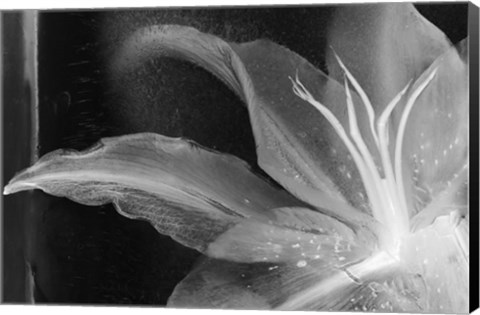 Framed Detalle Flor X Print