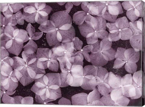 Framed Flores Azules X Color Print