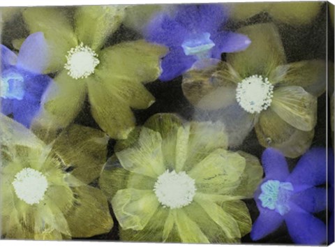 Framed Flores Congeladas 5 Print