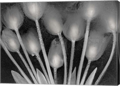 Framed Ramo de Tulipanes Print