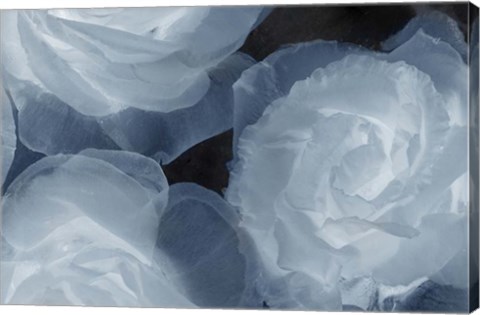 Framed Rosas Azules 2 Print