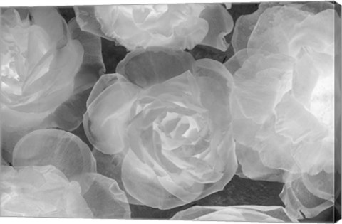 Framed Rosas Blancas Print