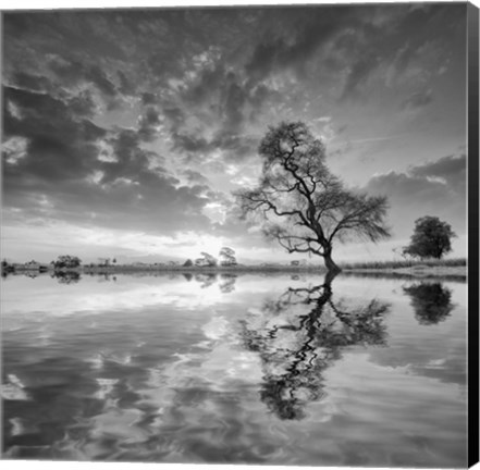 Framed Arbol en Agua 5 BN Print