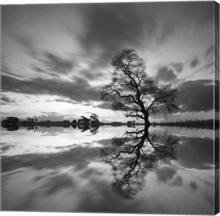 Framed Arbol Solitario en Temoaya color Reflect BN Print