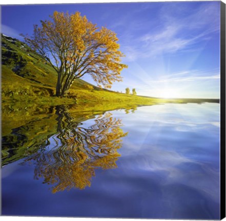 Framed Yellow Tree Reflection Print
