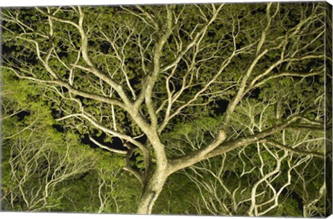 Framed Costa Rica Tree Color 2 Print